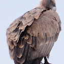 Griffon vulture, buitre leonado