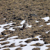 Himalayan Snowcock