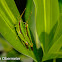 Rice Grasshopper