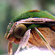 Polilla , Green velvet moth