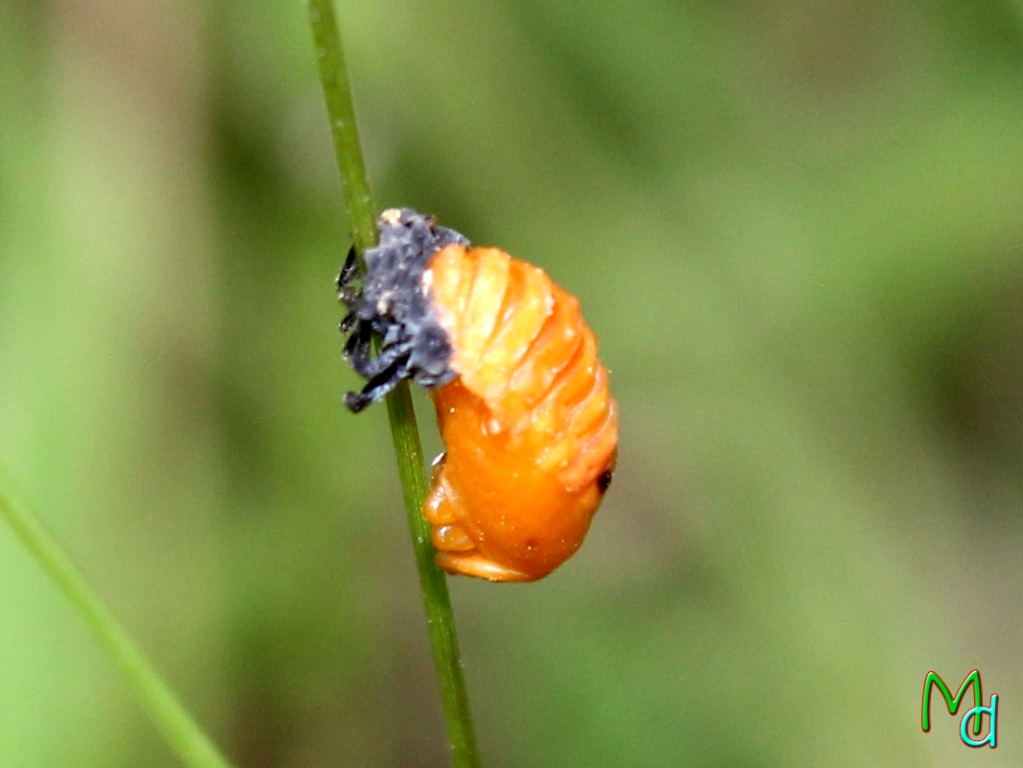 nymph-phase ladybug