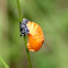 nymph-phase ladybug