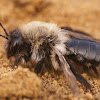 Grey mining bee