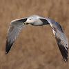 Yellow-legged Gull