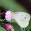 Gray-veined White Butterfly