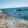 Northern Elephant Seal