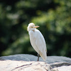 Chinese Egret (Swinhoe's Egret)