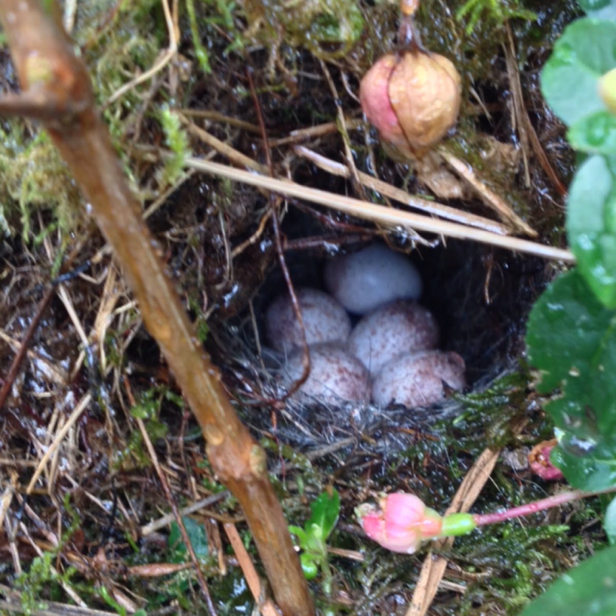 House wren nest & eggs