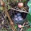 House wren nest & eggs