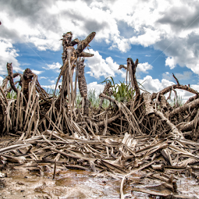 Rooooooots by Sedthakun Soi - Landscapes Travel