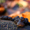 Black witches' butter