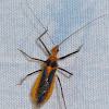 Milkweed Assassin Bug