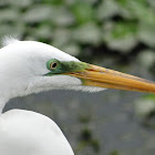 Great Egret W/ Mating Mask