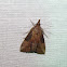 Green Cloverworm Moth