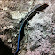 five-lined skink