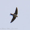 House Martin; Avión Común