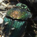 Dung Beatle
