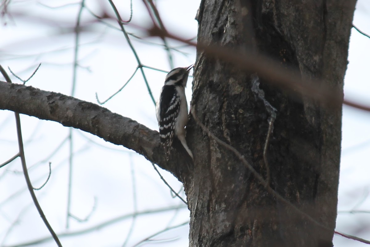 downey woodpecker female