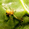 common garden spider