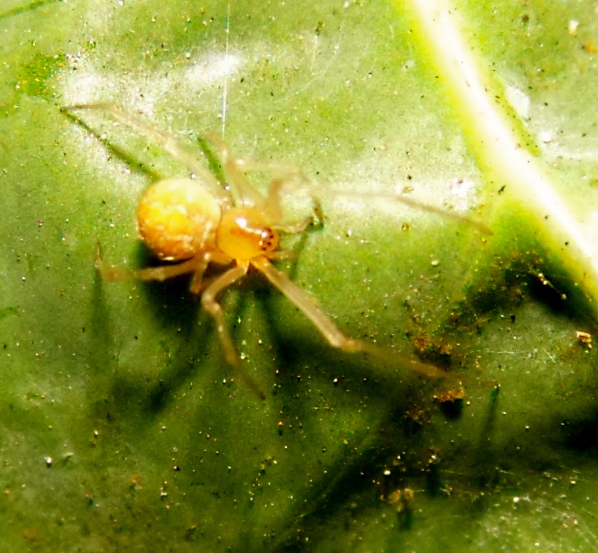 common garden spider