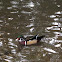 wood duck