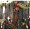 The Mulu Pitcher-Plant