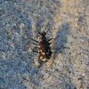 Bronzed Tiger Beetle