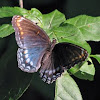 Red-spotted Purple