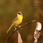 Male Gray-Crowned Yellowthroat