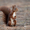 Ardilla roja (Red squirrel)