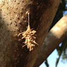 Bagworm moth Psychidae