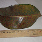 Southern Magnolia leaf