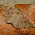 Slant-line moth