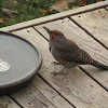 Common Flicker (Red Shafted)