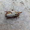 Long haired June Beetle