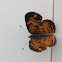 Pearl Crescent