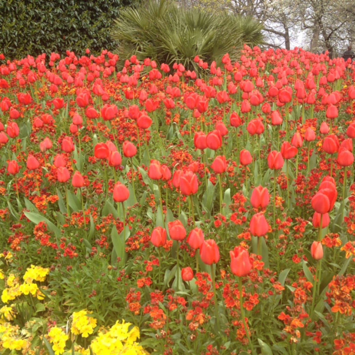 Tulips (red)