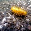 Some Caterpillar