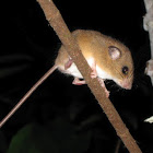 Pencil-Tailed Tree-Mouse