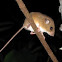 Pencil-Tailed Tree-Mouse