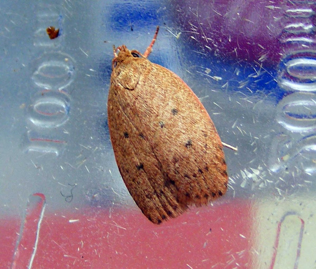 Leaf Case Moth