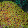 Yellow/Tube Coral