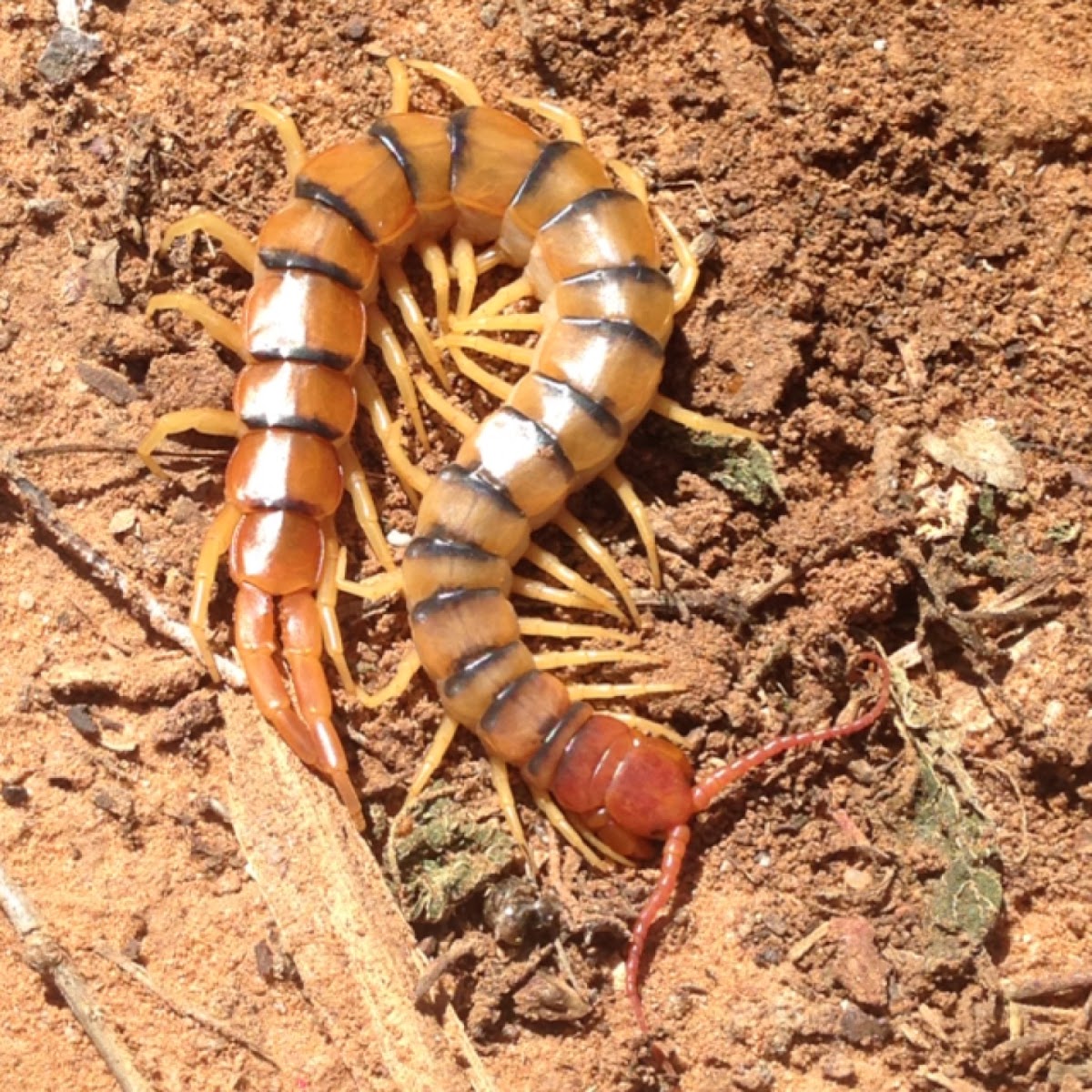 Giant Desert Centipede, Tiger Centipede