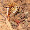 Giant Desert Centipede, Tiger Centipede