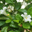 Jasmine