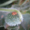 Gourd Ladybird