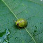Green Rounded Planthopper