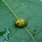 Green Rounded Planthopper