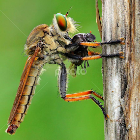 chocolate bar by Deddy Darmawan - Animals Insects & Spiders