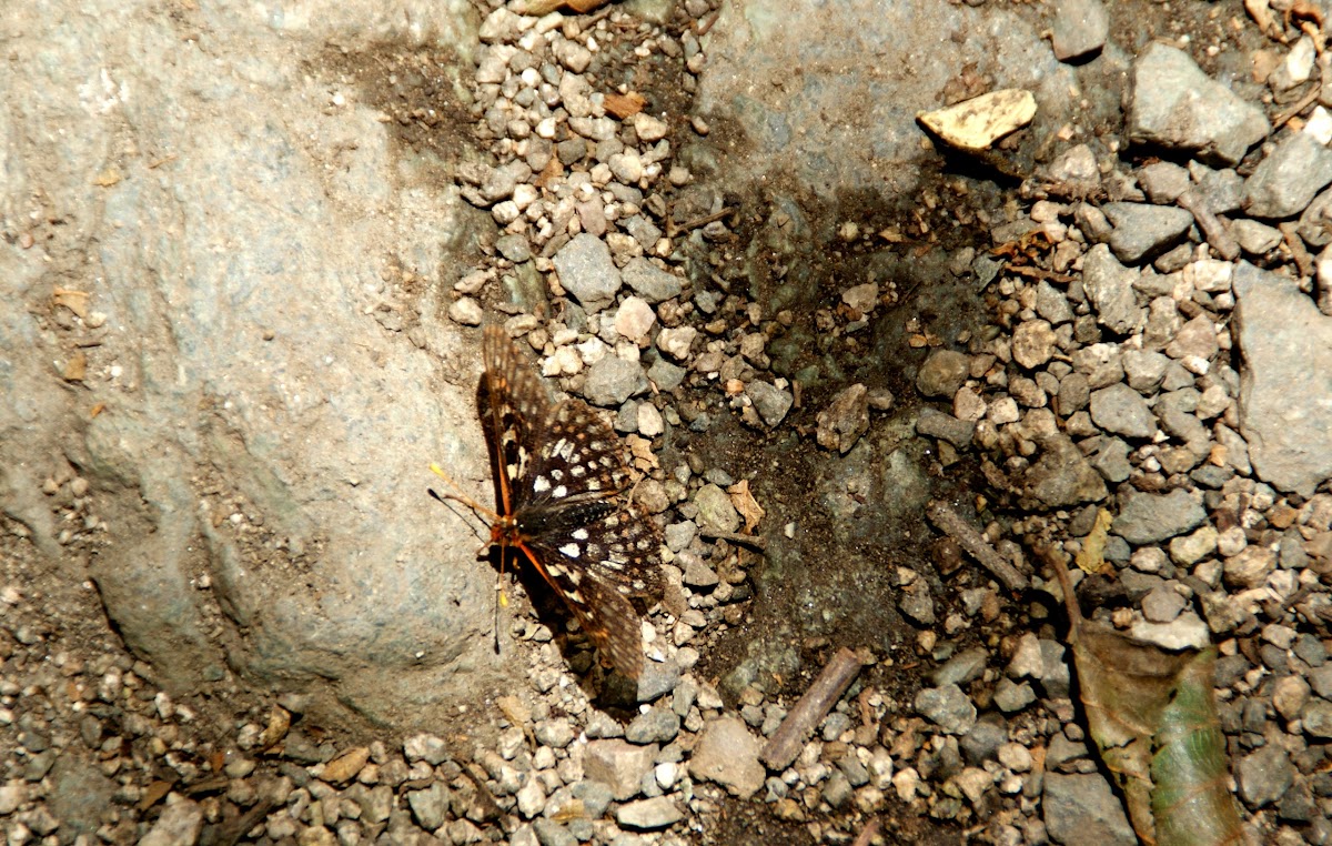Chalcedon Checkerspot butterfly